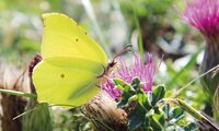 Zitronenfalter auf Distelblüter | © Dr. Stefan Böger