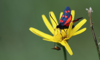 Hufeisenklee Widderchen und Fliege auf Weidenblättrigem Ochsenauge | © Moritz Keil