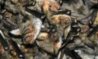 Großes Mausohr (Myotis myotis) | © Wilhelm Gailberger / piclease 