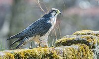 Wanderfalke auf Felsen | © Schulz Foto - stockadobe.com