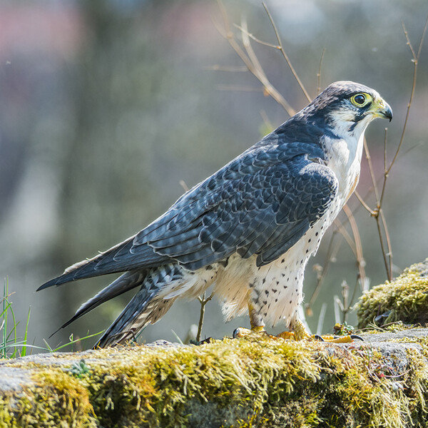 Wanderfalke auf Felsen | © Schulz Foto - stockadobe.com