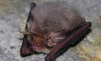 Braunes Langohr | ©  Dr. Detlev Cordes