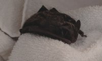 Mopsfledermaus | © Bettina Cordes