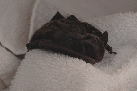 Mopsfledermaus | © Bettina Cordes