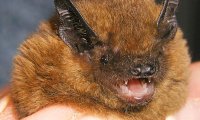 Zwergfledermaus | © Dr. Detlev Cordes