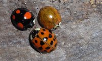 Asiatischer Marienkäfer | © Leo Weltner