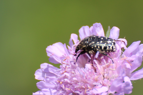  | &copy; Dr. Stefan Böger