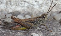Chorthippus biguttulus | © Leo Weltner / Kreis Nürnberger Entomologen