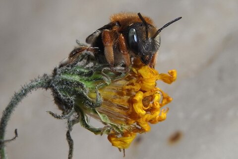 Punktierte Wollbiene | © Leo Weltner / Kreis Nürnberger Entomologen