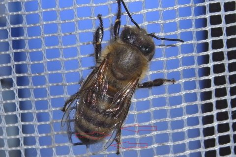 Honigbiene | &copy; Leo Weltner / Kreis Nürnberger Entomologen