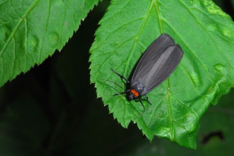 Rotkragen Flechtenbärchen | &copy; Leo Weltner / Kreis Nürnberger Entomologen
