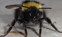 Gartenhummel | © Leo Weltner / Kreis Nürnberger Entomologen