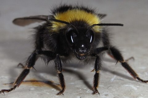 Gartenhummel | &copy; Leo Weltner / Kreis Nürnberger Entomologen