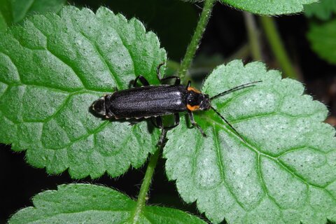 Dunkler Fliegenkäfer | &copy; Leo Weltner / Kreis Nürnberger Entomologen