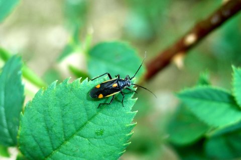 Familie der Weichwanzen | &copy; Leo Weltner / Kreis Nürnberger Entomologen