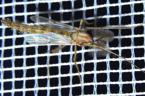 Familie der Tanzmücken | &copy; Leo Weltner / Kreis Nürnberger Entomologen