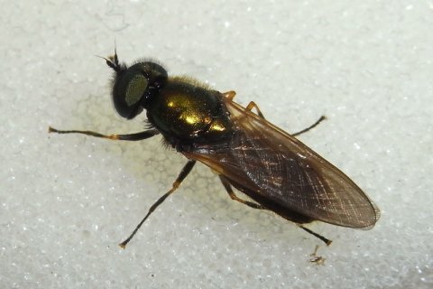 Goldgrüne Waffenfliege | &copy; Leo Weltner / Kreis Nürnberger Entomologen