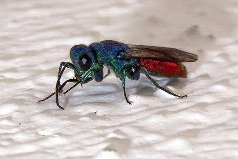 Gemeine Goldwespe | &copy; Leo Weltner / Kreis Nürnberger Entomologen