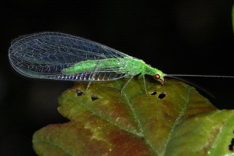 Gemeine Florfliege | &copy; Leo Weltner / Kreis Nürnberger Entomologen