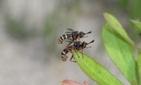 Vierstreifige Dickkopffliege | © Leo Weltner / Kreis Nürnberger Entomologen
