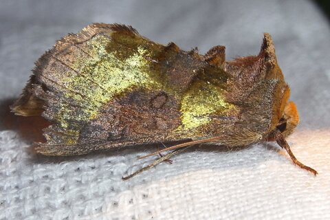 Messingeule | &copy; Leo Weltner / Kreis Nürnberger Entomologen