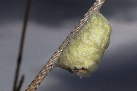 Familie der Brackwespen | &copy; Leo Weltner / Kreis Nürnberger Entomologen