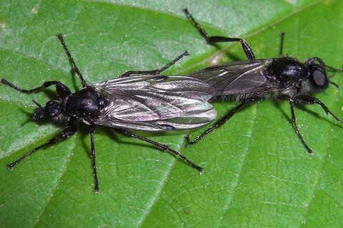 Familie der Haarmücken | &copy; Leo Weltner / Kreis Nürnberger Entomologen