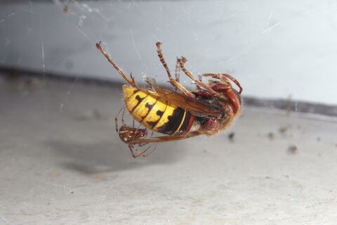 Familie der Haubennetzspinnen | &copy; Leo Weltner / Kreis Nürnberger Entomologen