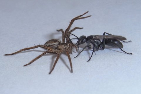Familie der Wegwespen | &copy; Leo Weltner / Kreis Nürnberger Entomologen