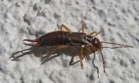 Gemeiner Ohrwurm | © Leo Weltner / Kreis Nürnberger Entomologen