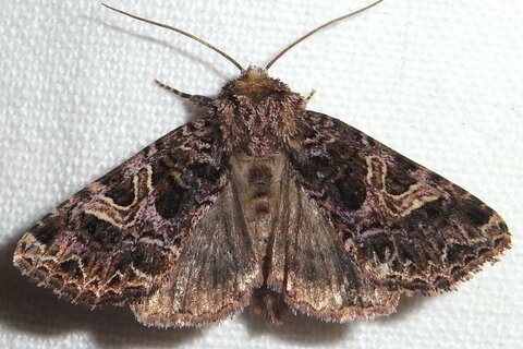 Violettbraune Kapseleule | &copy; Leo Weltner / Kreis Nürnberger Entomologen