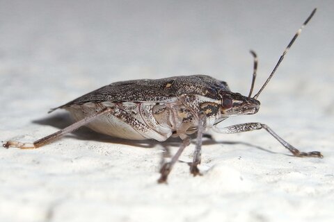 Marmorierte Baumwanze | &copy; Leo Weltner / Kreis Nürnberger Entomologen