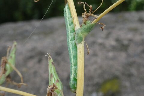 Kompasslatticheule Raupe | &copy; Leo Weltner / Kreis Nürnberger Entomologen