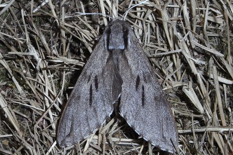 Kiefernschwärmer | &copy; Leo Weltner / Kreis Nürnberger Entomologen