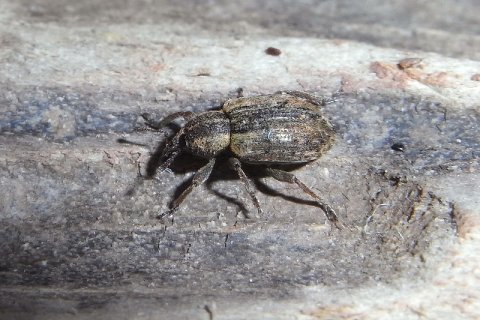 Dachs-Kokonrüssler | &copy; Leo Weltner / Kreis Nürnberger Entomologen