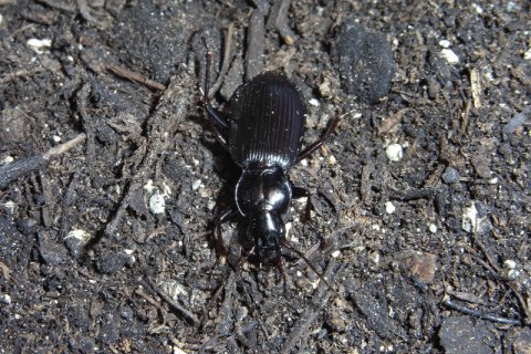 Dunkelläufer | &copy; Leo Weltner / Kreis Nürnberger Entomologen