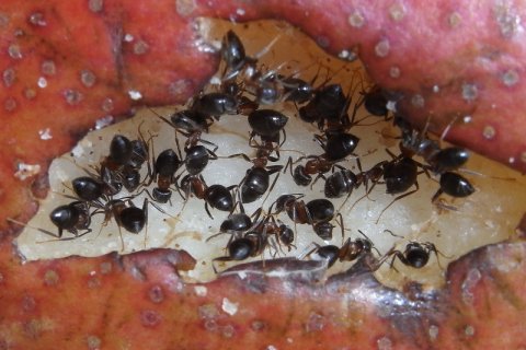 Braune Wegameise | &copy; Leo Weltner / Kreis Nürnberger Entomologen