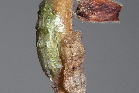 Echte Ohrzikade Larve | &copy; Leo Weltner / Kreis Nürnberger Entomologen