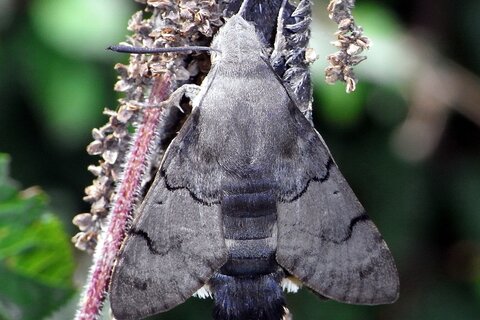 Taubenschwänzchen | &copy; Leo Weltner / Kreis Nürnberger Entomologen