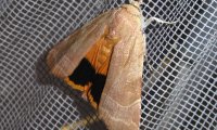 Gelbe Bandeule | © Leo Weltner / Kreis Nürnberger Entomologen