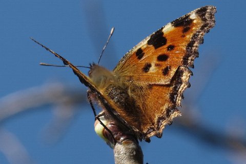 Großer Fuchs | &copy; Leo Weltner / Kreis Nürnberger Entomologen