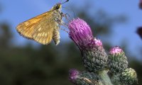 Rosafarbener Dickkopffalter | © Leo Weltner / Kreis Nürnberger Entomologen