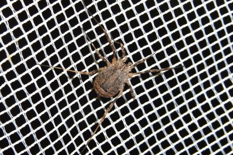 Großer Satterlkanker | &copy; Leo Weltner / Kreis Nürnberger Entomologen