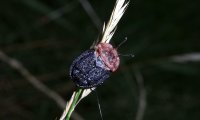 Braunhals Aaskäfer | © Leo Weltner / Kreis Nürnberger Entomologen