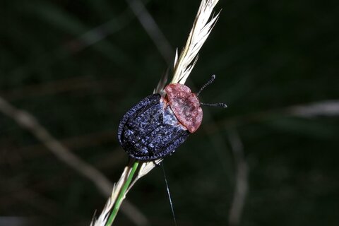 Braunhals Aaskäfer | © Leo Weltner / Kreis Nürnberger Entomologen