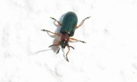 Rothalsige Getreidehähnchen | © Leo Weltner / Kreis Nürnberger Entomologen
