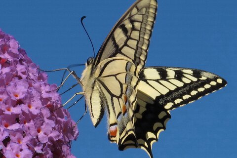 Schwalbenschwanz | &copy; Leo Weltner / Kreis Nürnberger Entomologen