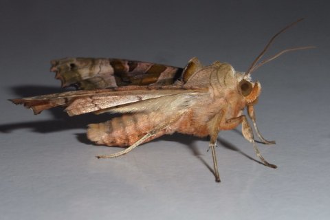 Achateule | &copy; Leo Weltner / Kreis Nürnberger Entomologen