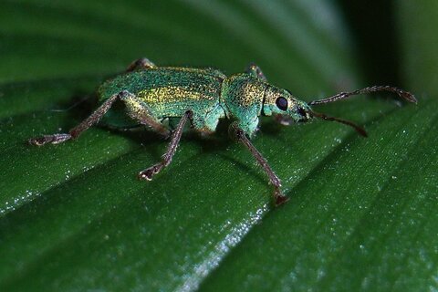 Familie der Rüsselkäfer | &copy; Leo Weltner / Kreis Nürnberger Entomologen