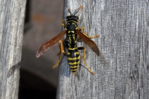 Familie der Feldwespen | &copy; Leo Weltner / Kreis Nürnberger Entomologen